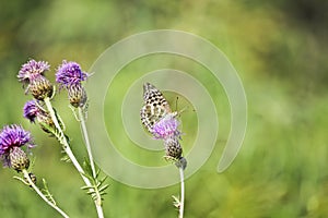 A silver-washed fritillary butterfly Argynnis paphia sits on a greater knapweed flower Centaurea scabiosa and drinks nectar
