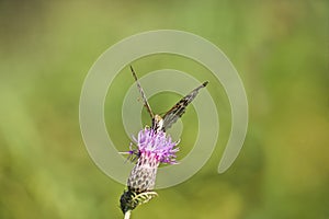 A silver-washed fritillary butterfly Argynnis paphia sits on a greater knapweed flower Centaurea scabiosa and drinks nectar