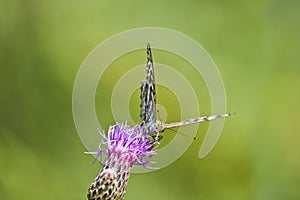 A silver-washed fritillary butterfly Argynnis paphia sits on a greater knapweed flower Centaurea scabiosa and drinks nectar