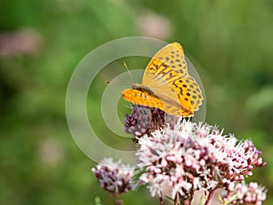 Silver-washed fritillary butterfly Argynnis paphia sitting on hemp-agrimony plant