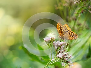 Silver-washed fritillary butterfly Argynnis paphia sitting on hemp-agrimony plant