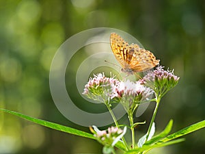 Silver-washed fritillary butterfly Argynnis paphia sitting on hemp-agrimony plant