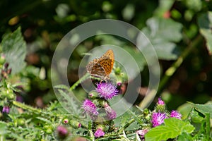 Silver washed fritillary butterfly Argynnis paphia sitting on a thistle