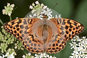 Silver washed fritillary butterfly. Argynnis paphia