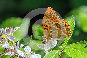 Silver-washed Fritillary Butterfly - Argynnis paphia with wings raised.