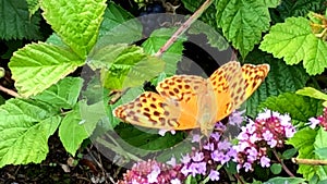 Silver-washed fritillary, butterfly on a blackberry flower