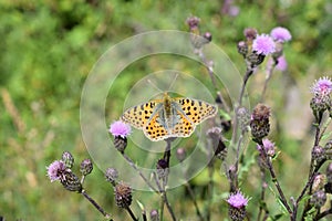 Silver-washed fritillary butterfly on blooming purple thistles