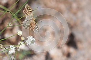 Silver-Washed Fritillary Butterfly with Broken Wing