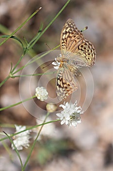 Silver-Washed Fritillary Butterfly with Broken Wing