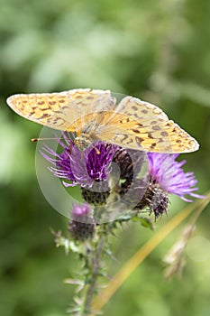 Silver washed fritillary butterfly on flower