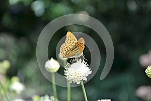 Silver-washed fritillary butterfly on the flower