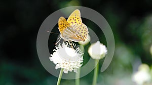 Silver-washed fritillary butterfly on the flower