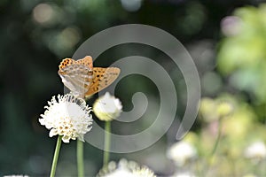 Silver-washed fritillary butterfly on the flower