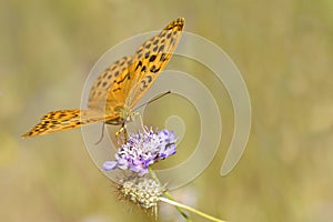 Silver-washed Fritillary butterfly on flower