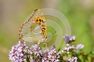 Silver-washed Fritillary butterfly on flower