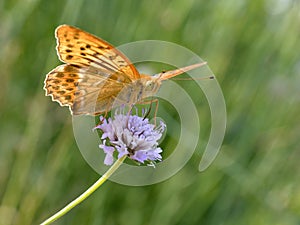 Silver-washed Fritillary butterfly on flower