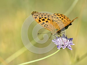 Silver-washed Fritillary butterfly on flower