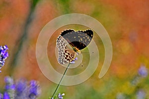 Silver washed Fritillary Butterfly on Lavender, Var, France. Argynnis paphia