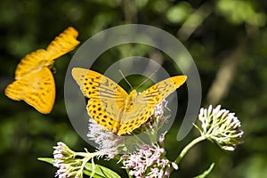 Strieborný motýľ fritilárny v prírodnom prostredí, Národný park Slovenský raj, Slovensko