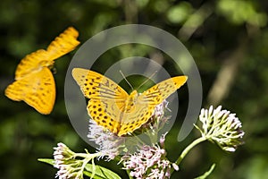 Silver-washed fritillary butterfly in natural environment, National park Slovensky raj, Slovakia