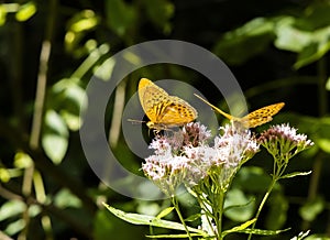 Silver-washed fritillary butterfly in natural environment, National park Slovensky raj, Slovakia