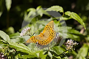 Strieborný motýľ fritilárny v prírodnom prostredí, Národný park Slovenský raj, Slovensko