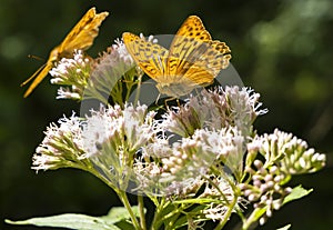 Strieborný motýľ fritilárny v prírodnom prostredí, Národný park Slovenský raj, Slovensko