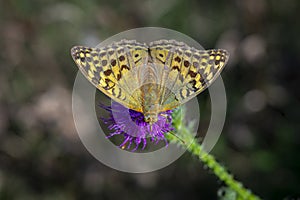 Silver-washed fritillary butterfly perching on flower