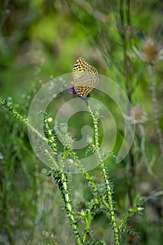 Silver-washed fritillary butterfly perching on plant stem