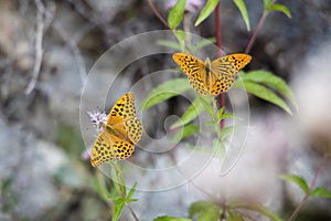 Silver-washed fritillary butterfly on the pink flowers