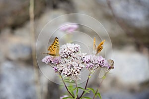 Silver-washed fritillary butterfly on the pink flowers