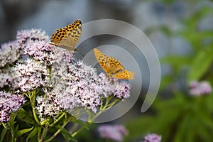 Silver-washed fritillary butterfly on the pink flowers