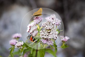 Silver-washed fritillary butterfly on the pink flowers