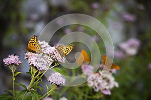 Silver-washed fritillary butterfly on the pink flowers