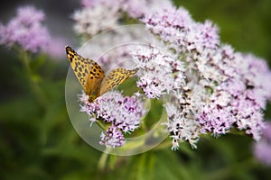 Silver-washed fritillary butterfly on the pink flowers