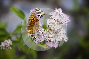 Silver-washed fritillary butterfly on the pink flowers