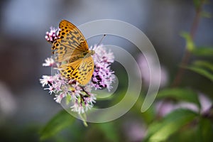 Silver-washed fritillary butterfly on the pink flowers