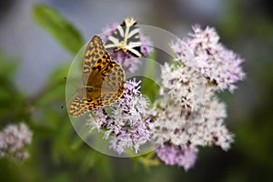 Silver-washed fritillary butterfly on the pink flowers