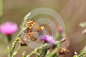 Silver-washed fritillary butterfly