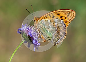 Silver-washed Fritillary with closed wings