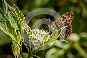 The silver-washed fritillary female butterfly