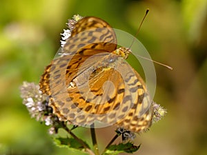 Silver-washed fritillary on a flower of a peppermint photo