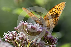 Silver-washed fritillary front view