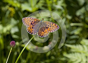 Silver-washed fritillary on grass
