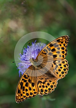 Silver-washed Fritillary on a Knautia flower