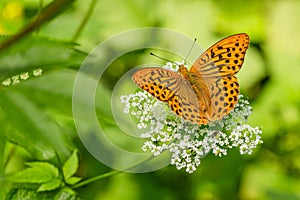 Silver-washed fritillary, an orange and black butterfly