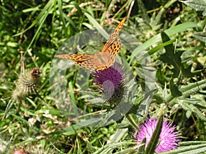 Silver-washed Fritillary on Thistle Flower