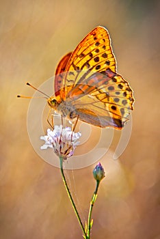 Silver-Washed fritillary yellow Butterflie photo