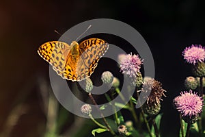 Silver-washed  or silver-bordered fritillary on  purple flower