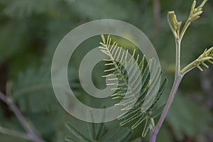 Silver wattle leaf